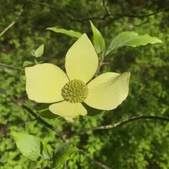 Pacific Dogwood thumbnail 2