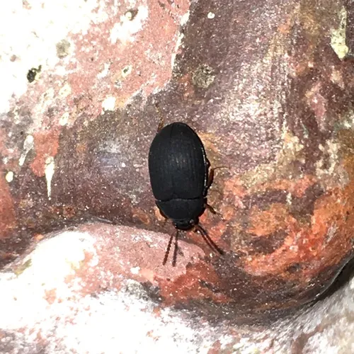 Red-horned Darkling Beetle