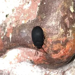 Red-horned Darkling Beetle thumbnail 1