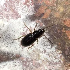 Stenolophus ochropezus thumbnail 1