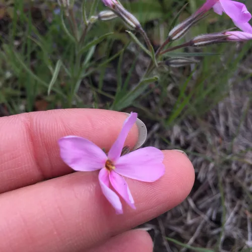 Longleaf Phlox