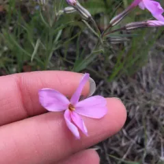 Longleaf Phlox thumbnail 1