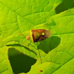 Green Burgundy Stink Bug thumbnail 3