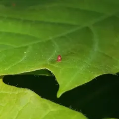 Maple Spindle Gall Mite thumbnail 2