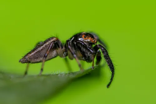 Sylvan Jumping Spider