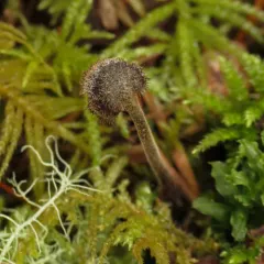 Earpick Fungus thumbnail 3