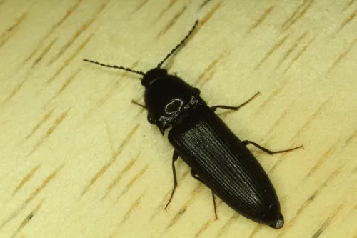 Ampedus anthracinus