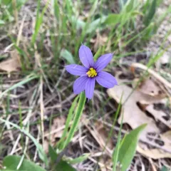 prairie blue-eyed grass thumbnail 2