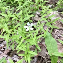 bluntleaf sandwort thumbnail 1