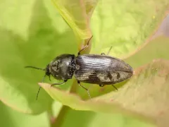Destitute Click Beetle thumbnail 4