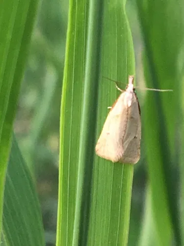 Phtheochroa fulviplicana