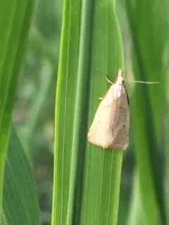 Phtheochroa fulviplicana thumbnail 1