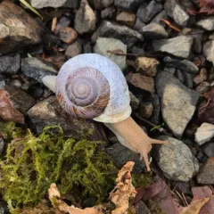 Oregon forestsnail thumbnail 4