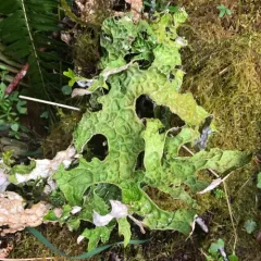 Tree Lungwort thumbnail 2