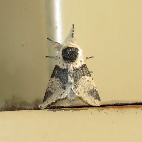 Modest Furcula Moth