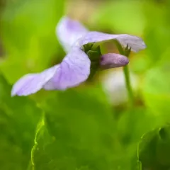 Labrador violet thumbnail 3