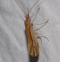 Subboreal Northern Caddisfly thumbnail 3