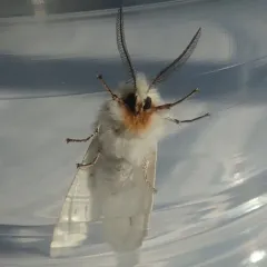 Agreeable Tiger Moth thumbnail 2