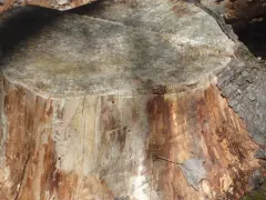 Brown Spruce Longhorn Beetle thumbnail 3