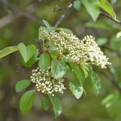 Blackhaw thumbnail 4