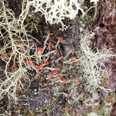 Lipstick Powderhorn thumbnail 2
