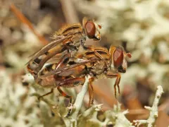 Moon-shaped Swamp Fly thumbnail 3