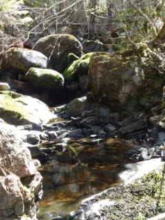 Rhynchostegium aquaticum thumbnail 2