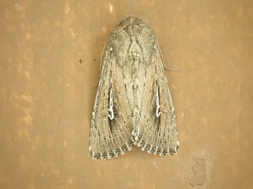 Sideridis uscripta