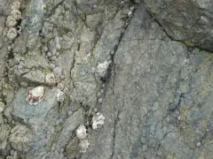 Melanderia mandibulata thumbnail 2