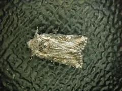 Lacinipolia longiclava thumbnail 2