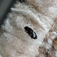 Four-spotted Sap Beetle thumbnail 3