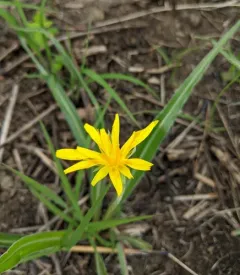 prairie false dandelion thumbnail 2