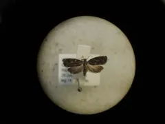 Olethreutes auricapitana thumbnail 2