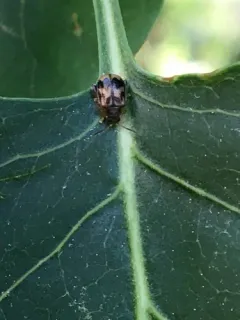 Charlie Brown Flea Beetle thumbnail 2