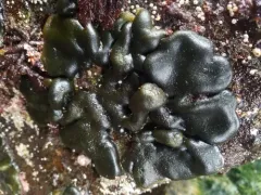 Codium ritteri thumbnail 2