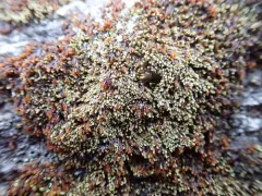 Blunt Frostwort thumbnail 3