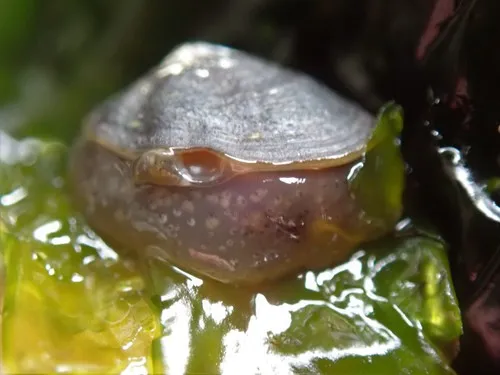 Carpenter's False Limpet