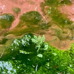 Pennsylvania Bittercress thumbnail 1