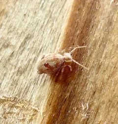 Janusius sylvestris thumbnail 1