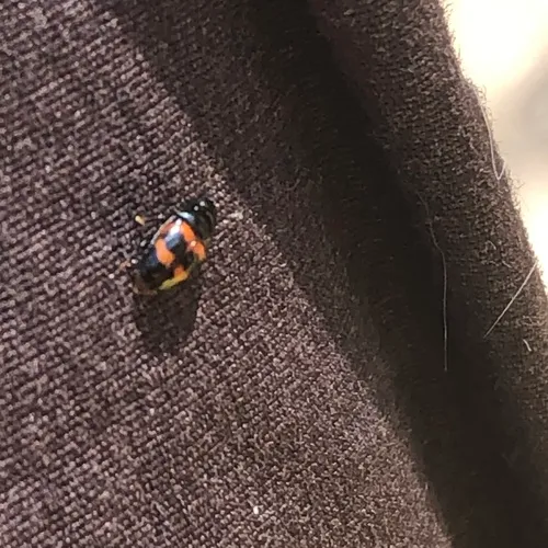 Picnic Beetle