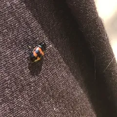 Picnic Beetle thumbnail 1
