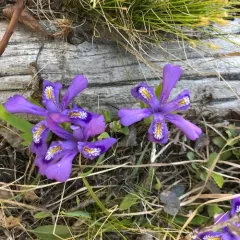 Dwarf Lake Iris thumbnail 4