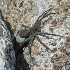 Stone Spider thumbnail 3
