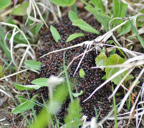 Mary's Odorous Ant