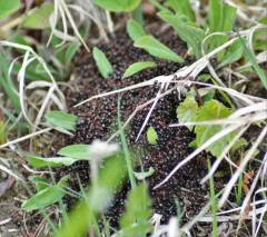 Mary's Odorous Ant thumbnail 1