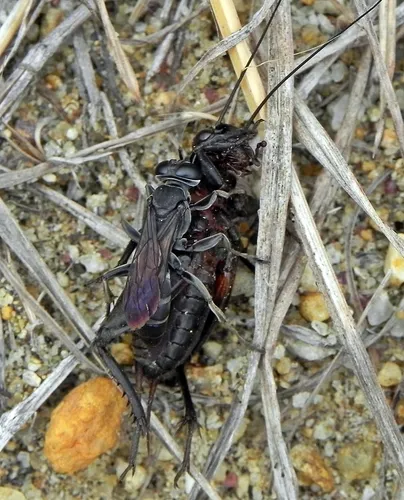Liris argentatus