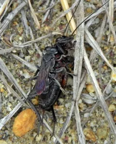 Liris argentatus thumbnail 1