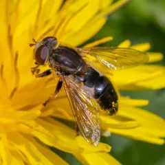 Two-lined Swamp Fly thumbnail 4