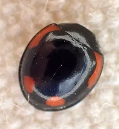 Exochomus californicus thumbnail 2