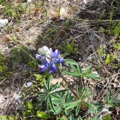 Arctic Lupine thumbnail 2